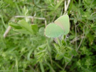 Zmrt (Callophrys rubi)