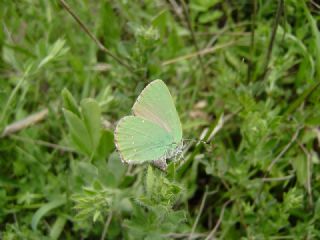 Zmrt (Callophrys rubi)