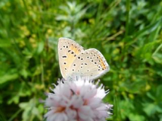 Ate Bakr Gzeli (Lycaena candens)