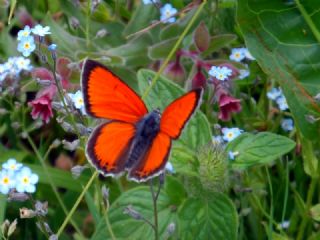 Ate Bakr Gzeli (Lycaena candens)