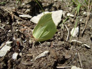 Orakkanat (Gonepteryx rhamni)