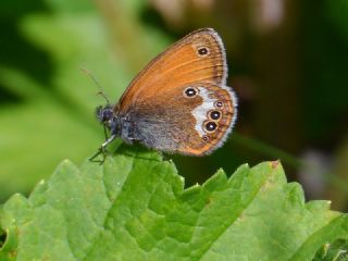 Funda Zpzp Perisi (Coenonympha arcania)