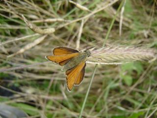 Siyah Antenli Zpzp (Thymelicus lineolus)