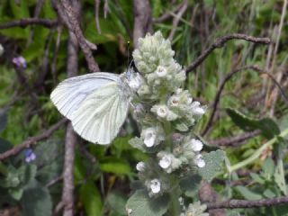 izgili Da Beyazmelei (Pieris bryoniae)