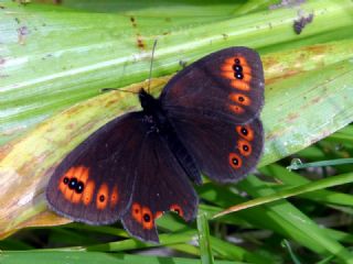 Orman Gzelesmeri (Erebia medusa )