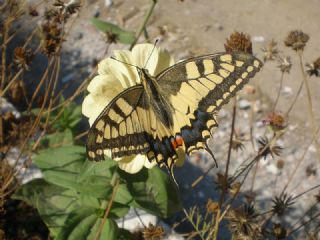 Krlangkuyruk (Papilio machaon)