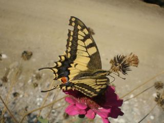 Krlangkuyruk (Papilio machaon)
