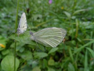 Byk Beyazmelek  (Pieris brassicae)