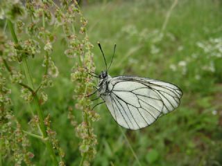 Al Beyaz (Aporia crataegi)