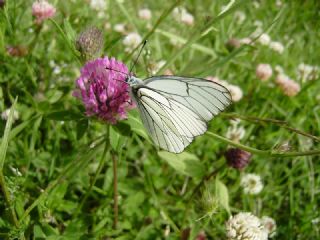 Al Beyaz (Aporia crataegi)