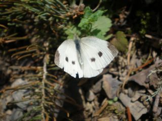 Kk Beyazmelek (Pieris rapae)