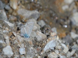 okgzl figenya (Polyommatus iphigenia)