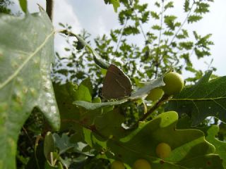 Mormee (Favonius quercus)