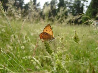 Orman Bakr Gzeli (Lycaena virgaureae)