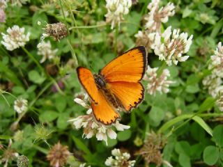 Orman Bakr Gzeli (Lycaena virgaureae)