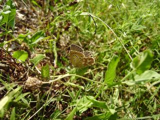 okgzl Gk Mavisi (Polyommatus bellargus)