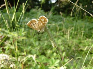 okgzl Gk Mavisi (Polyommatus bellargus)
