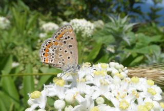 okgzl Mavi (Polyommatus icarus)