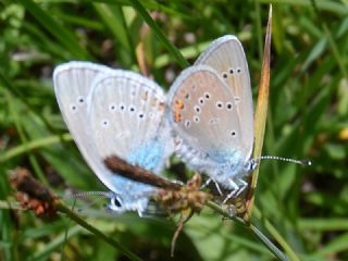 okgzl Gzel Mavi (Polyommatus bellis)