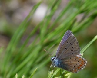 okgzl Meneke Mavisi (Polyommatus thersites)
