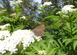 Byk Sevbeni (Satyrium ilicis)