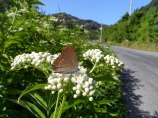 Byk Sevbeni (Satyrium ilicis)