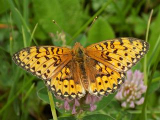 Gzel nci (Argynnis aglaja)