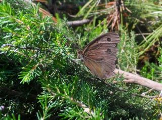 Kara Hayalet (Minois dryas)