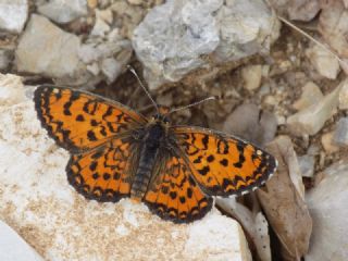 Gzel parhan (Melitaea trivia)
