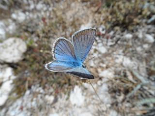 okgzl figenya (Polyommatus iphigenia)