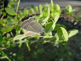 Lampides (Lampides boeticus)