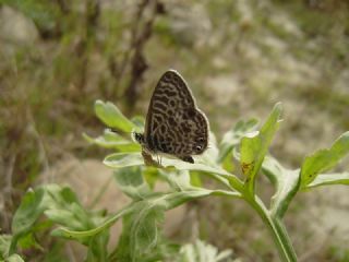 Mavi Zebra (Leptotes pirithous)