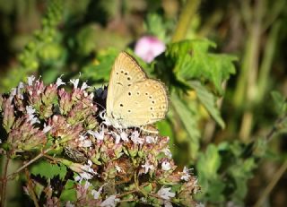 Anormal okgzl (Polyommatus admetus)