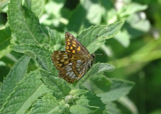 ncili Kelebek (Hamearis lucina)