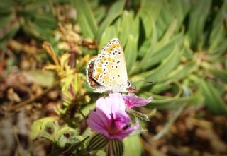 okgzl Esmer (Aricia agestis)