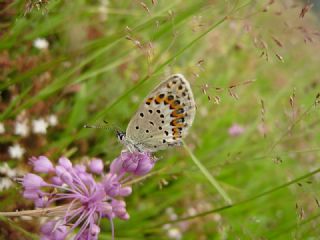 das Mavisi, Esmergz (Plebejus idas)