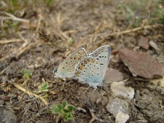 okgzl Mavi (Polyommatus icarus)