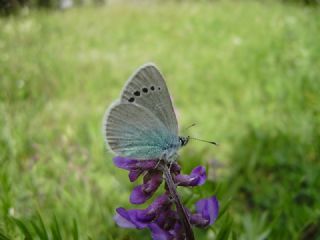 Karagz Mavisi (Glaucopsyche alexis)