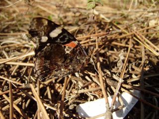 Atalanta (Vanessa atalanta)