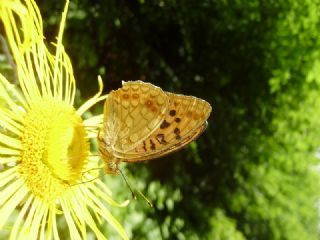 Byk nci (Fabriciana adippe)