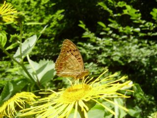 Byk nci (Fabriciana adippe)