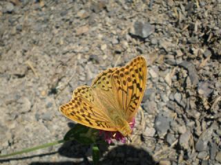 Bahadr (Argynnis pandora)