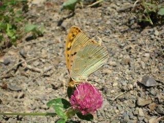 Bahadr (Argynnis pandora)