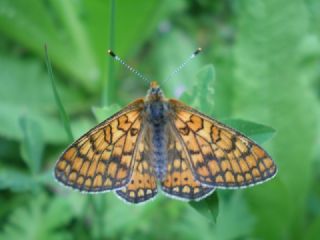 Nazuum (Euphydryas aurinia)