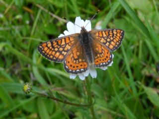 Nazuum (Euphydryas aurinia)