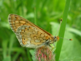 Nazuum (Euphydryas aurinia)