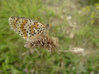 Benekli parhan (Melitaea didyma)