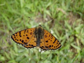 Benekli parhan (Melitaea didyma)