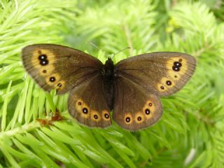 Orman Gzelesmeri (Erebia medusa )
