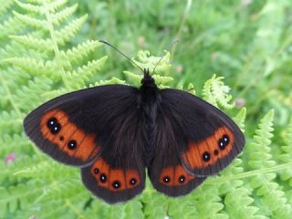 sko Gzelesmeri (Erebia aethiops)